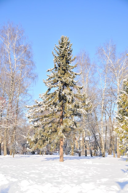 Parco invernale nella neve