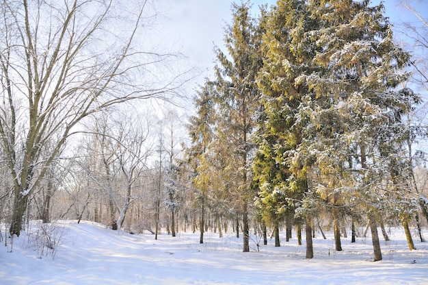 Parco invernale nella neve