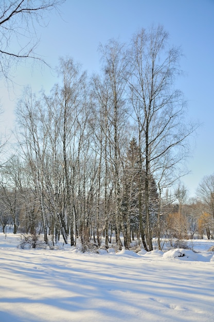 Parco invernale nella neve