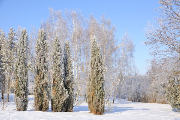 Parco invernale nella neve