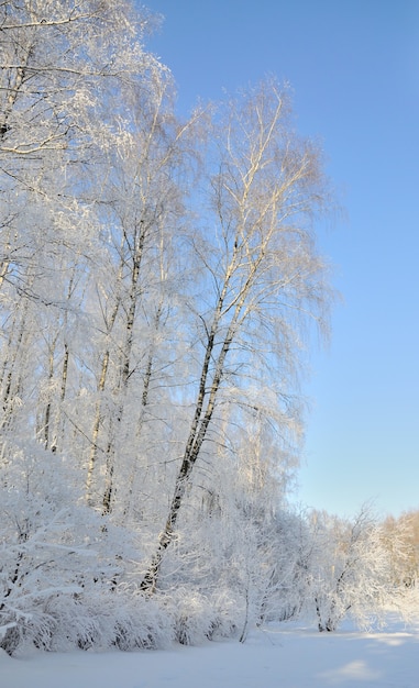 Parco invernale nella neve