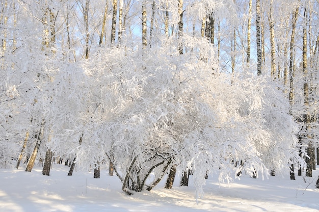 Parco invernale nella neve