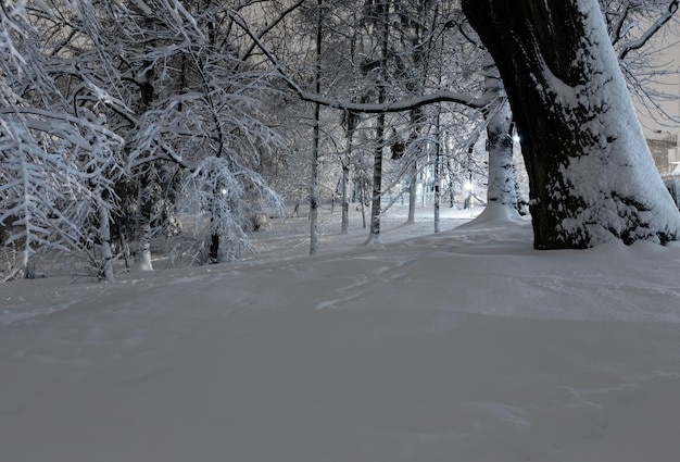 Parco invernale notturno a Leopoli Ucraina