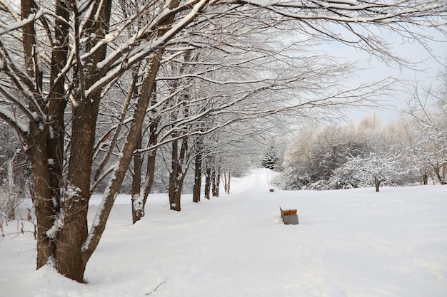 Parco invernale. Paesaggio in caso di neve. giorno di gennaio.