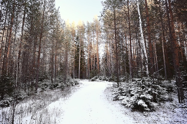 parco invernale, paesaggio urbano in condizioni climatiche invernali / paesaggio neve, città, alberi in un parco cittadino nel nord