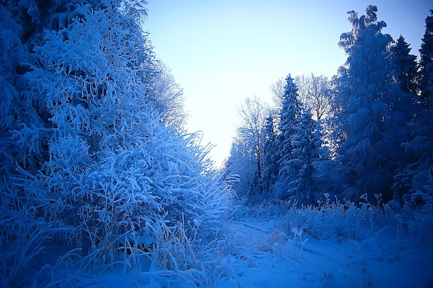 parco invernale, paesaggio urbano in condizioni climatiche invernali / paesaggio neve, città, alberi in un parco cittadino nel nord