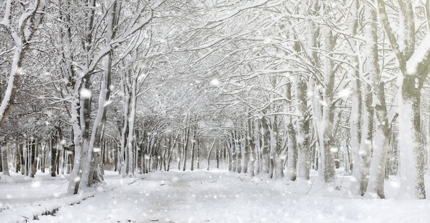 Parco invernale sotto la neve. Tempesta di neve nel parco cittadino. Parco per passeggiate con tutta la famiglia sotto il manto nevoso.