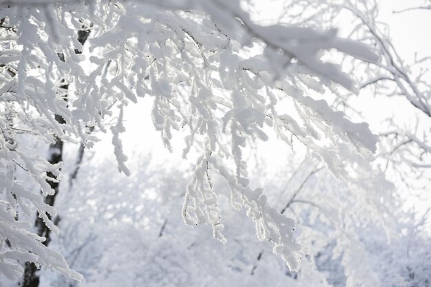 Parco invernale sulla neve.