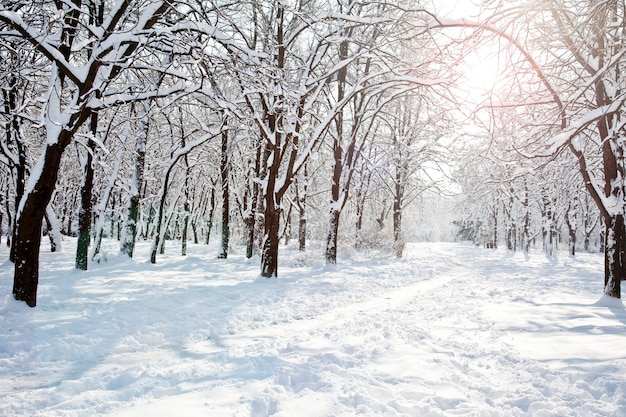 Parco invernale