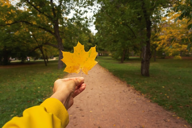 Parco mano foglia. Una ragazza tiene una foglia d'acero gialla sullo sfondo di un parco autunnale.