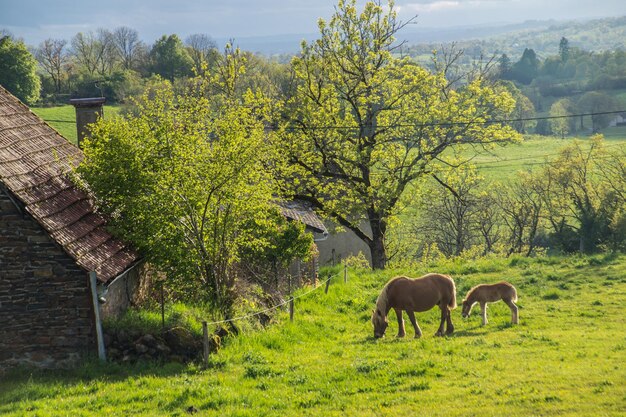 Parco Naturale dei Vulcani d'Alvernia