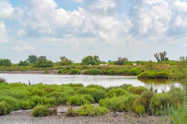 Parco naturale regionale della Camargue