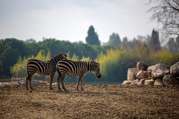 Parco naturale, zoo, Izmir / Turchia, animale Zebra