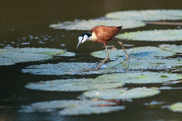 Parco nazionale africano di Jacana Kruger Sud Africa