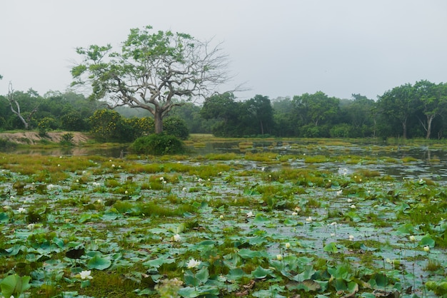 Parco Nazionale Africano