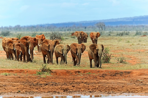 Parco nazionale degli elefanti Tsavo East in Kenya