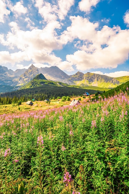 Parco Nazionale dei Tatra in Polonia Panorama dei monti Tatra Polonia fiori colorati e cottage nella valle di Gasienicowa Hala Gasienicowa Escursioni nella natura vicino a Kasprowy Wierch