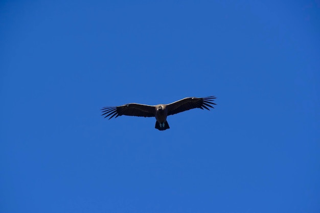 Parco nazionale del condor andino Torres del Paine Patagonia Cile