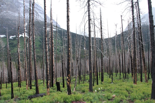 Parco nazionale del ghiacciaio Montana