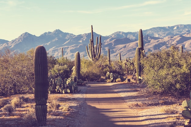 Parco Nazionale del Saguaro