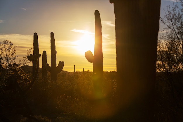 Parco Nazionale del Saguaro