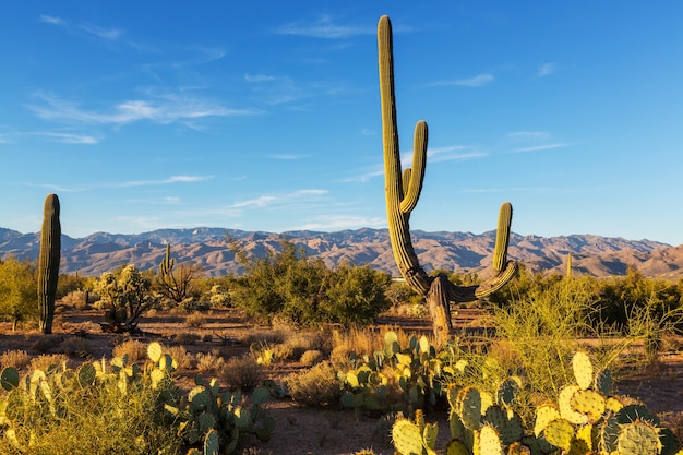 Parco Nazionale del Saguaro