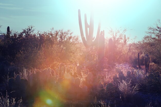 Parco Nazionale del Saguaro