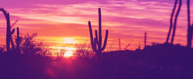 Parco Nazionale del Saguaro