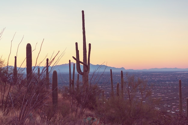 Parco Nazionale del Saguaro