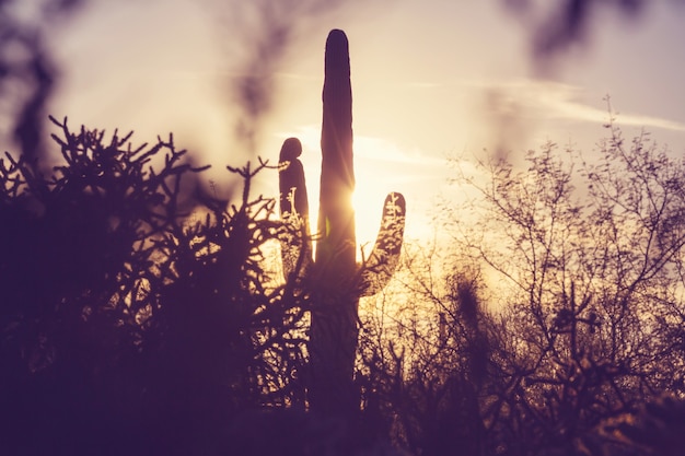 Parco Nazionale del Saguaro