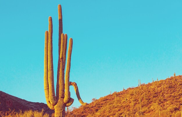 Parco nazionale del Saguaro