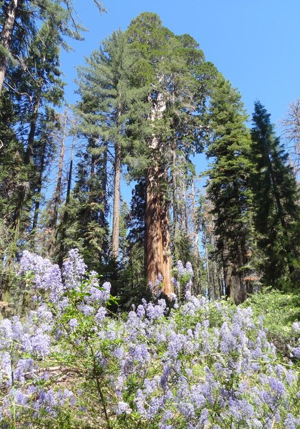 Parco Nazionale della Sequoia