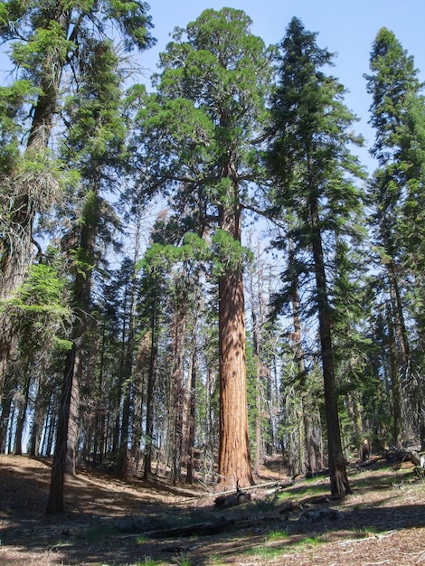 Parco Nazionale della Sequoia