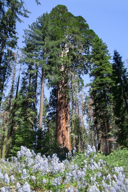 Parco Nazionale della Sequoia