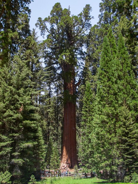 Parco Nazionale della Sequoia