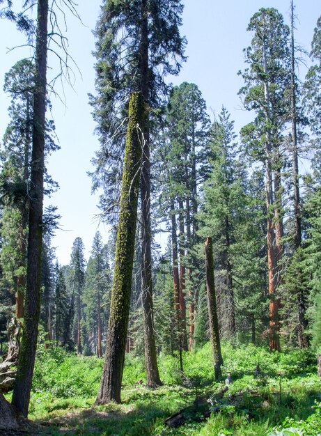 Parco Nazionale della Sequoia