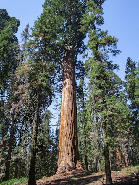 Parco Nazionale della Sequoia