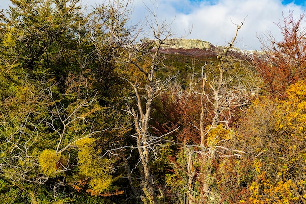 Parco nazionale della Tierra del Fuego, Patagonia, Argentina