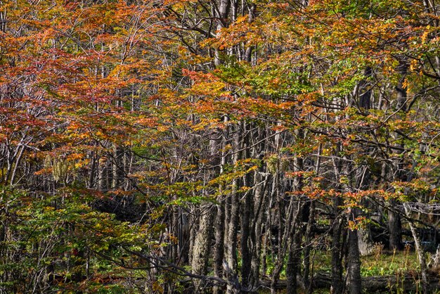 Parco nazionale della Tierra del Fuego, Patagonia, Argentina