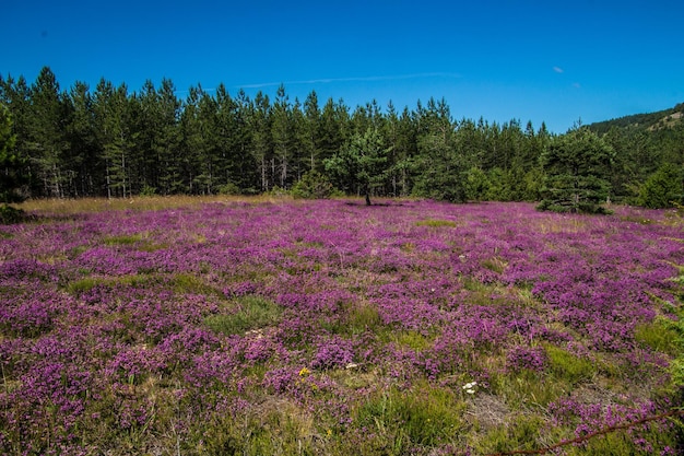 Parco nazionale delle Cévennes