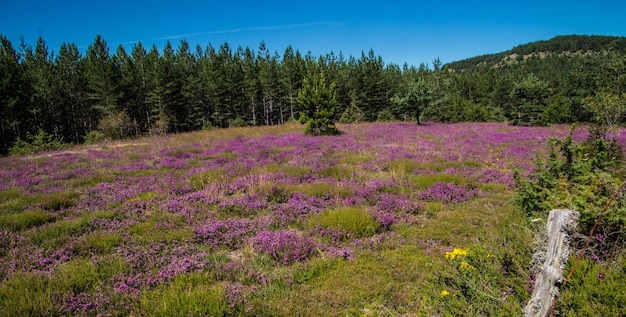 Parco nazionale delle Cévennes