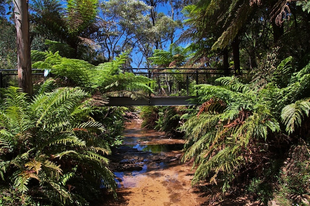 Parco nazionale delle montagne blu, Australia