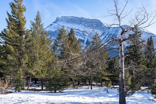 Parco Nazionale di Banff Montagne Rocciose canadesi splendido scenario Foresta di abeti del Monte Rundle innevato