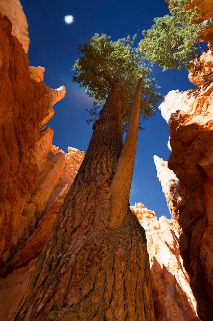 Parco nazionale di Bryce nello Utah USA