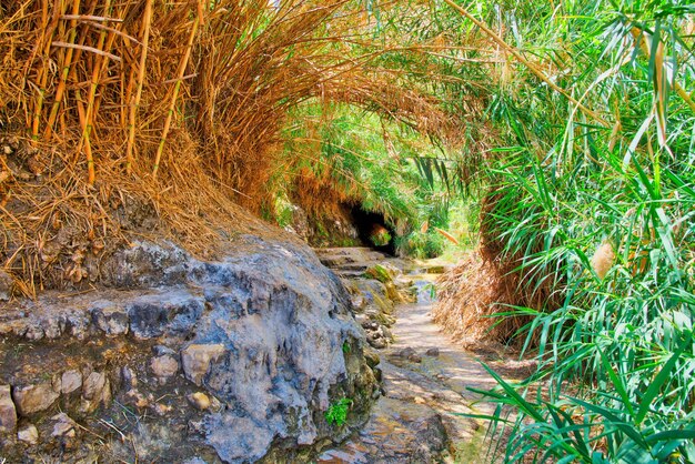 Parco nazionale di Ein Gedi in Israele