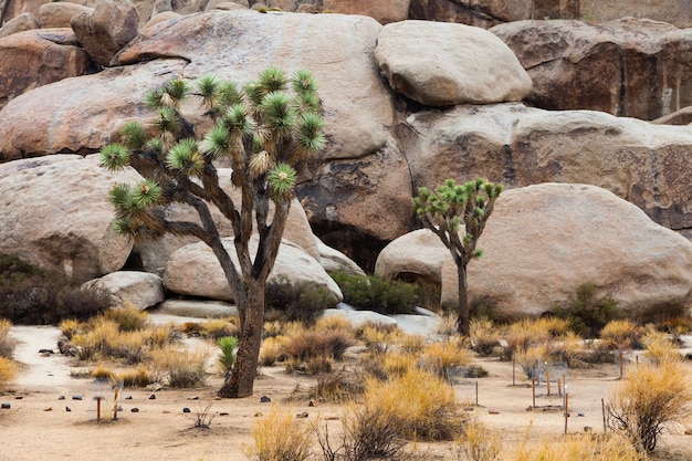 Parco nazionale di Joshua Tree, Stati Uniti d'America. Dettaglio di questo posto fantastico e unico