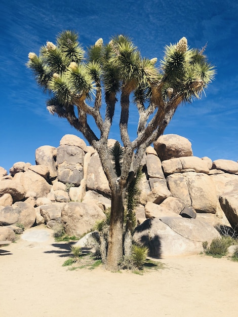 Parco nazionale di Joshua Tree