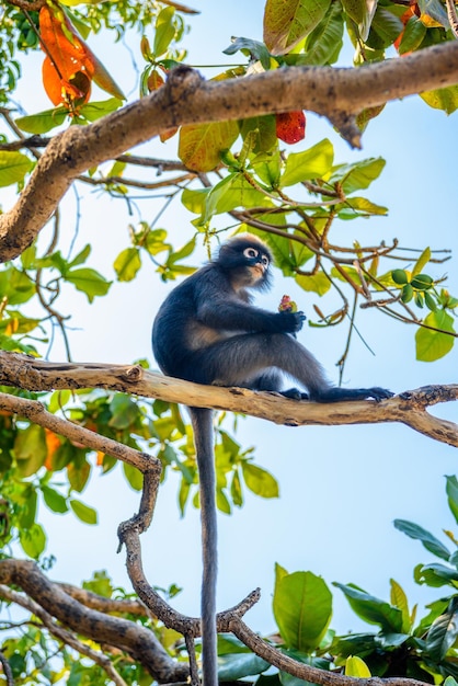 Parco nazionale di Koh Phaluai Mu Ko Ang Thong Golfo di Thailandia Si