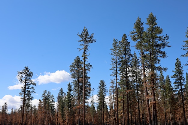 Parco nazionale di Lassen California