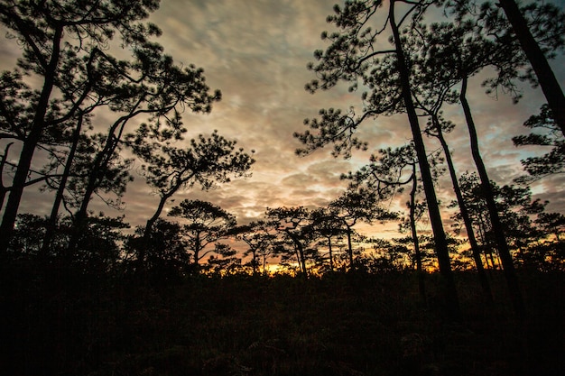 Parco nazionale di Phu Kradueng Thailandia